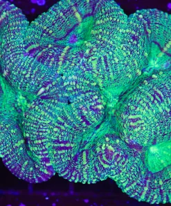 Wysiwyg Lobo Colony (C75)