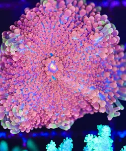 Wysiwyg Yuma Coral *VERY RARE COLOR*  (C137) *Free shipping no minimum livestock spend*