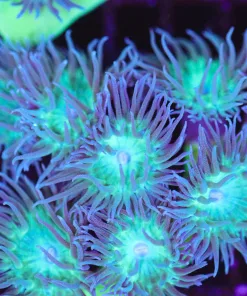 Wysiwyg Duncan Coral Colony (C138)