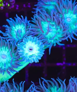 Wysiwyg Duncan Coral Colony (C139)