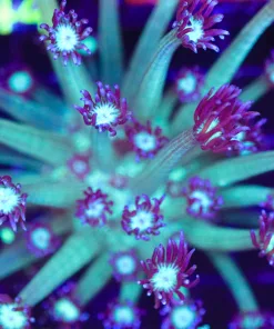 Wysiwyg Flowerpot Coral (C143)