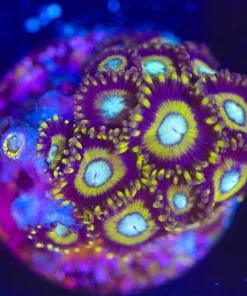 Wysiwyg Wolverine Zoa Frag  [F64]