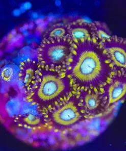 Wysiwyg Wolverine Zoa Frag [F64]