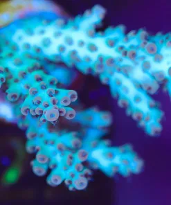 Wysiwyg Large  Tabling Acropora  Frag [F222]