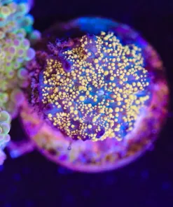 Wysiwyg Small Golden Interstellar Mushroom  [F47]