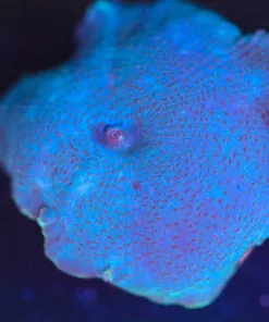 Wysiwyg Blue Mushroom Coral [F49]