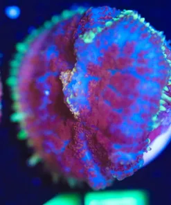 Wysiwyg Mushroom Frag [F17]