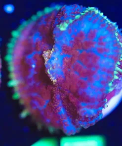 Wysiwyg Mushroom Frag [F17]