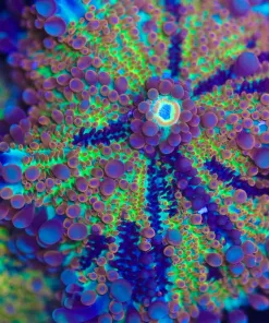 Wysiwyg Large Rainbow Yuma Coral [F27]