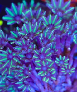 Wysiwyg Large Golden Clove Polyp Coral (C46) * Free Shipping ! No Minimum livestock spend*