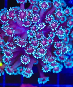 Wysiwyg Flowerpot (C95)