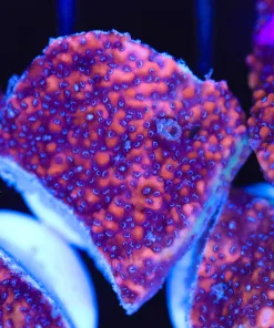 Blue Polyp Pink Encursting Montipora Frag (C106)