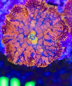 Ultra Mushroom Frag Single Head (C107)