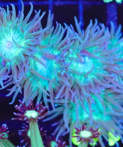 Wysiwyg Duncan Coral (C147)