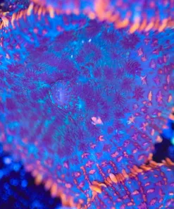 Lunar Mushroom Coral Frag (Row #92)