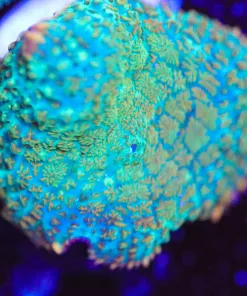 Tahiti   Mushroom Coral Frag (Row #96)