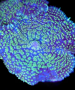 Green Eclipse Mushroom Frag (Row #91)