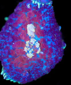 Tri Color Mushroom Frag (Row #95:B)