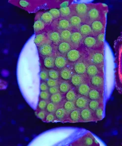 Yellow Polyp Australian Cyphastrea Frag (Row #16) **