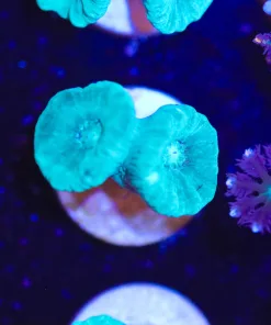 Small Green Trumpet Coral Frag (Row #8:B)