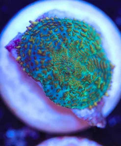 Small Mushroom Frag (Row #15) **