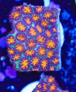 Honeycomb Lepastrea Frag (Row #24)