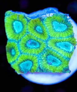 Margarita Favia Frag (Row #49:B)