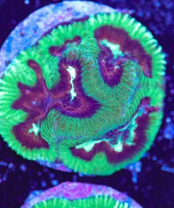 Goniastrea Coral Frag (Row #48:B)
