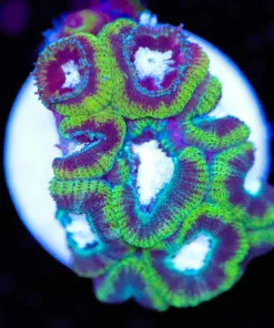 Acan Micromussa Frag  (Row #46)