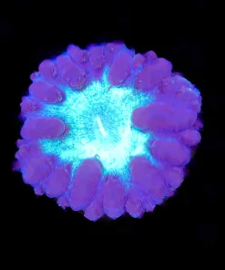 Vortex Blastomussa Frag (Row #43:B)