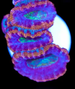 Golden Rim Purple Acan Frag (Row #50)