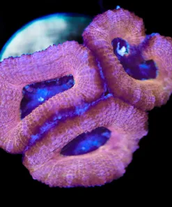 Mistly Cloud Acan Frag (Row #55)