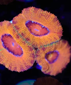 Ultimate Orange Crush Acan Frag (Row #63)
