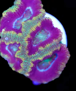 Jasmine Acan Frag (Row #50:B)