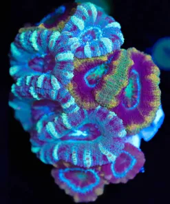 Wysiwyg Fused Combo Acan Frag [F1] *One Of A Kind*