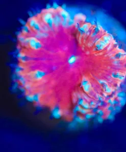 Wysiwyg Cherry Blastomussa Frag [F10]