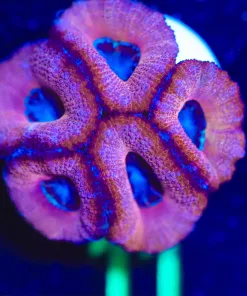 Wysiwyg Gold Craft Acan Frag [F11]