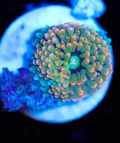 Wysiwyg Small orange Florida Ricordea Frag [F19]