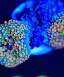 Wysiwyg 2for1 Orange Florida Ricordea Frag [F23]