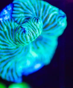 Wysiwyg White Stripe Convict Mushroom Frag [F28]