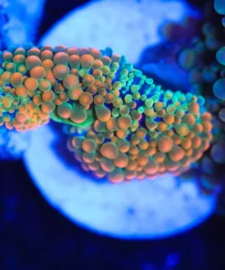 Wysiwyg Florida Ricordea Tiny Frag [F30]