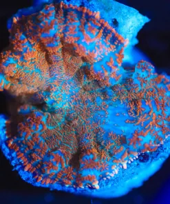 Wysiwyg Mushroom Coral [F34]