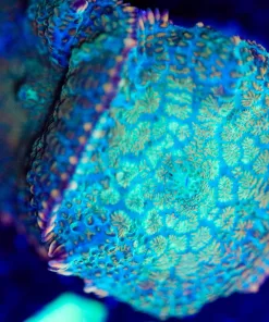 Wysiwyg 2for1 Unique Rhodactis Mushroom Frag [F40]