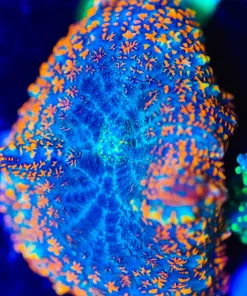 Wysiwyg Orange Blue Rhodactis Mushroom Frag [F42]