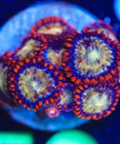 Wysiwyg Zoanthid Frag [F50]