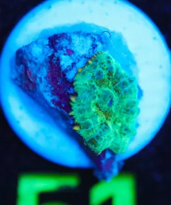 Wysiwyg MICRO Mushroom Frag [F51]