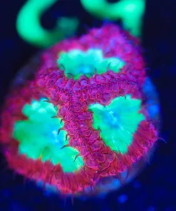 Wysiwyg 3x Bright Blastomussa Frag [F52]