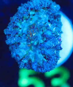 Wysiwyg Mushroom Frag [F53]