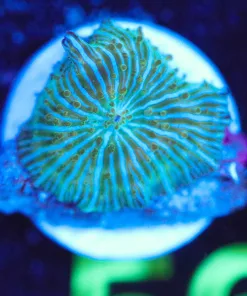 Wysiwyg Mushroom Frag [F56]