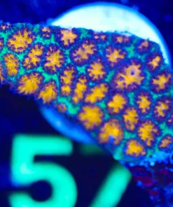 Wysiwyg Orange Lepastrea Frag  [F57]